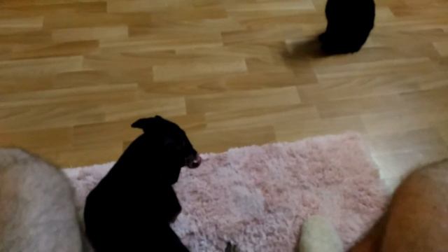 Такса и Киска смотреть онлайн