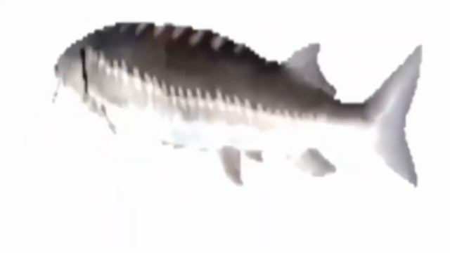 Рыба Рапапа | 1 час смотреть онлайн