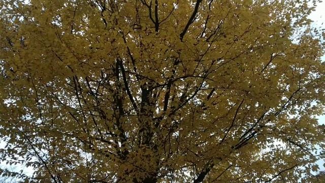 ИНФРАКРАСНОЕ СЕРДЦЕ. ПАВЕЛ ИВЛЮШКИН. СБОРНИК СТИХОТВОРЕНИЙ. смотреть онлайн