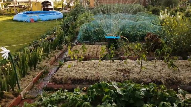 Когда лениво поливать грядки #дача_не_огород смотреть онлайн