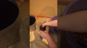 Формирования блока грибов вешенки на шелухе