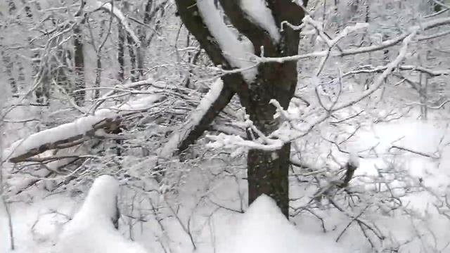 Зима в лесу смотреть онлайн