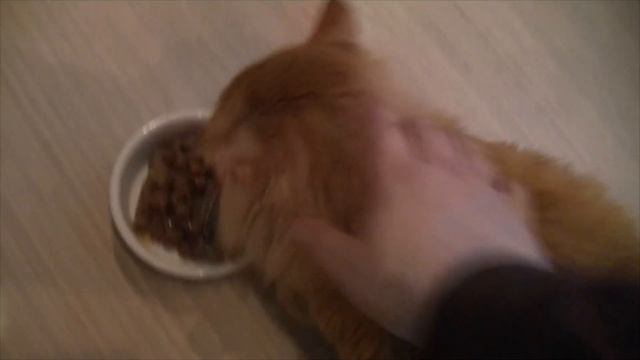 БАРСИК смотреть онлайн