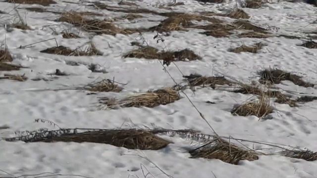 Потеплело, едем на коп! смотреть онлайн