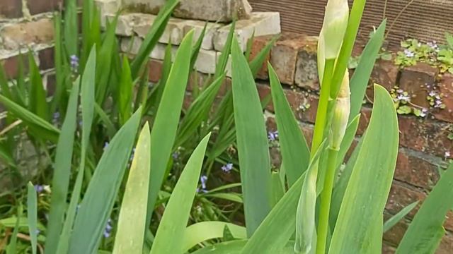My Beautiful flowers is Blooming😍Glamorous gladioli plants смотреть онлайн