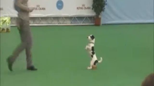 Инна Феськова и ДРТ Мия смотреть онлайн