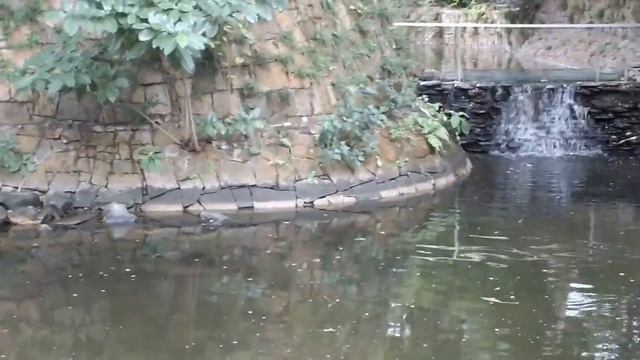 Коулун парк в Гонконге.Парк. Kowloon park. смотреть онлайн
