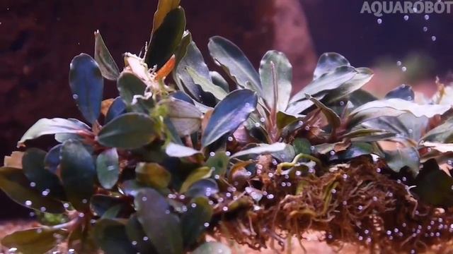 Буцефаландра Брауни | (Bucephalandra spec. Brownie). смотреть онлайн