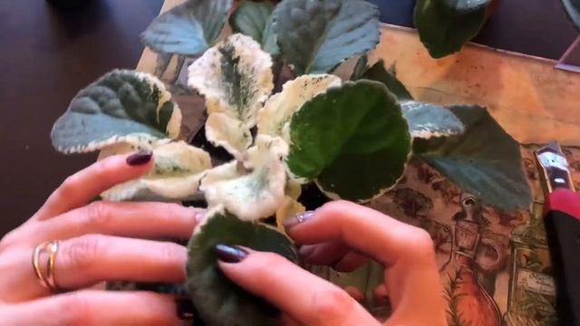 RISSEN STAR / ПЕСТРОЛИСТНИК смотреть онлайн