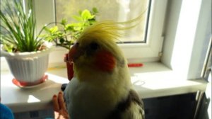 Как научить кореллу петь. Как поет попугай корелла