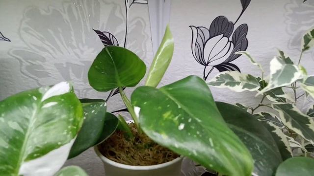 Комнатные Растения На Стеллаже В Июле смотреть онлайн