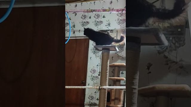 У Чернухи вечерняя тренировка умный кот 😻 smart cat смотреть онлайн