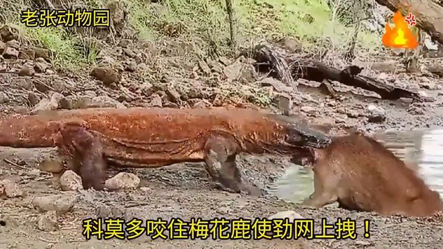 The Wildlife Animal In West Africa Of The World Book 2022 #Short