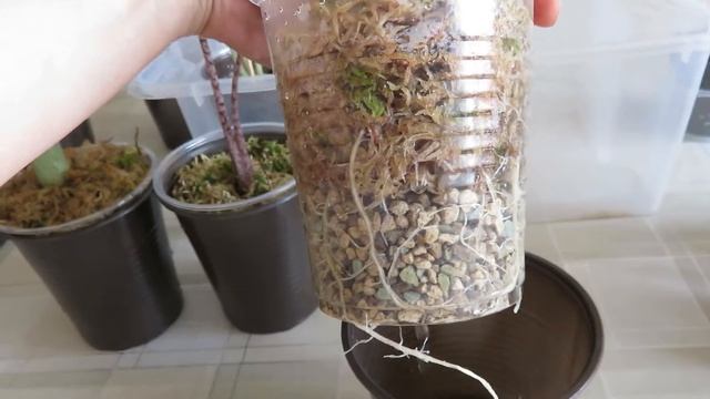 Алоказии на фитиле (продолжение)