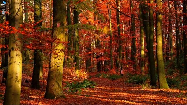 Анимированные обои, Осень