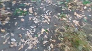 Морозостойкость маракуйи северной, пассифлоры инкарнатной.