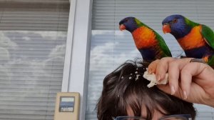 На балкон нагрянула стая лорикетов.Самые красивые птицы Австралии.Элла Австралия.