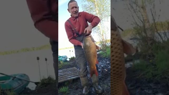 Карп 2021года на Тверском озере!!!#всегопонемногу#карп#карпфишинг#рыбалка#озеро#рыбалка#природа смотреть онлайн