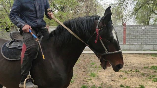Ганновер ,4года ,Паспорт есть,рост 1.70 (тел, вотсап +996 552603006) смотреть онлайн