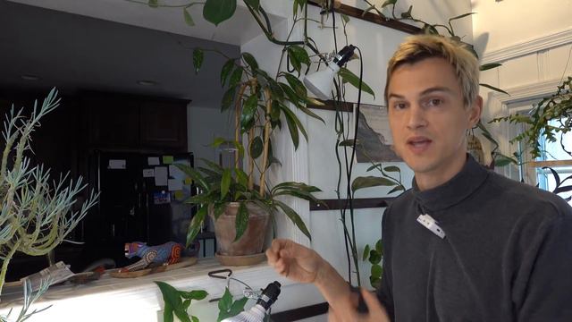 7 Best Climbing & Hanging Indoor Plants - Fast Growing, Low Light Houseplants