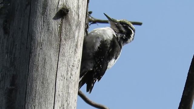Дятел барабанит по дереву, трёхпалый дятел, Woodpecker is drumming a tree смотреть онлайн