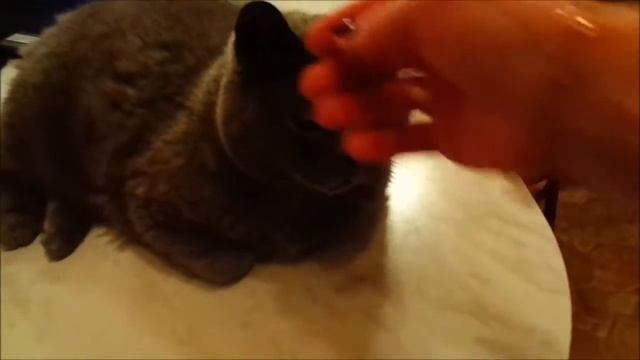 55 - КУЛИНАРИЯ - Омлет с цветной капустой. Мой ужин и разное... смотреть онлайн