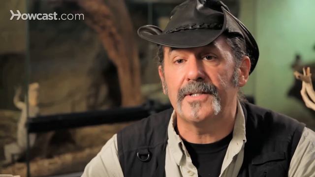 5 Cool Facts about Poison Dart Frogs | Pet Reptiles смотреть онлайн