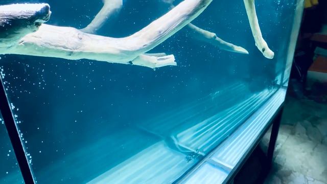 Свет и коряга в аквариуме