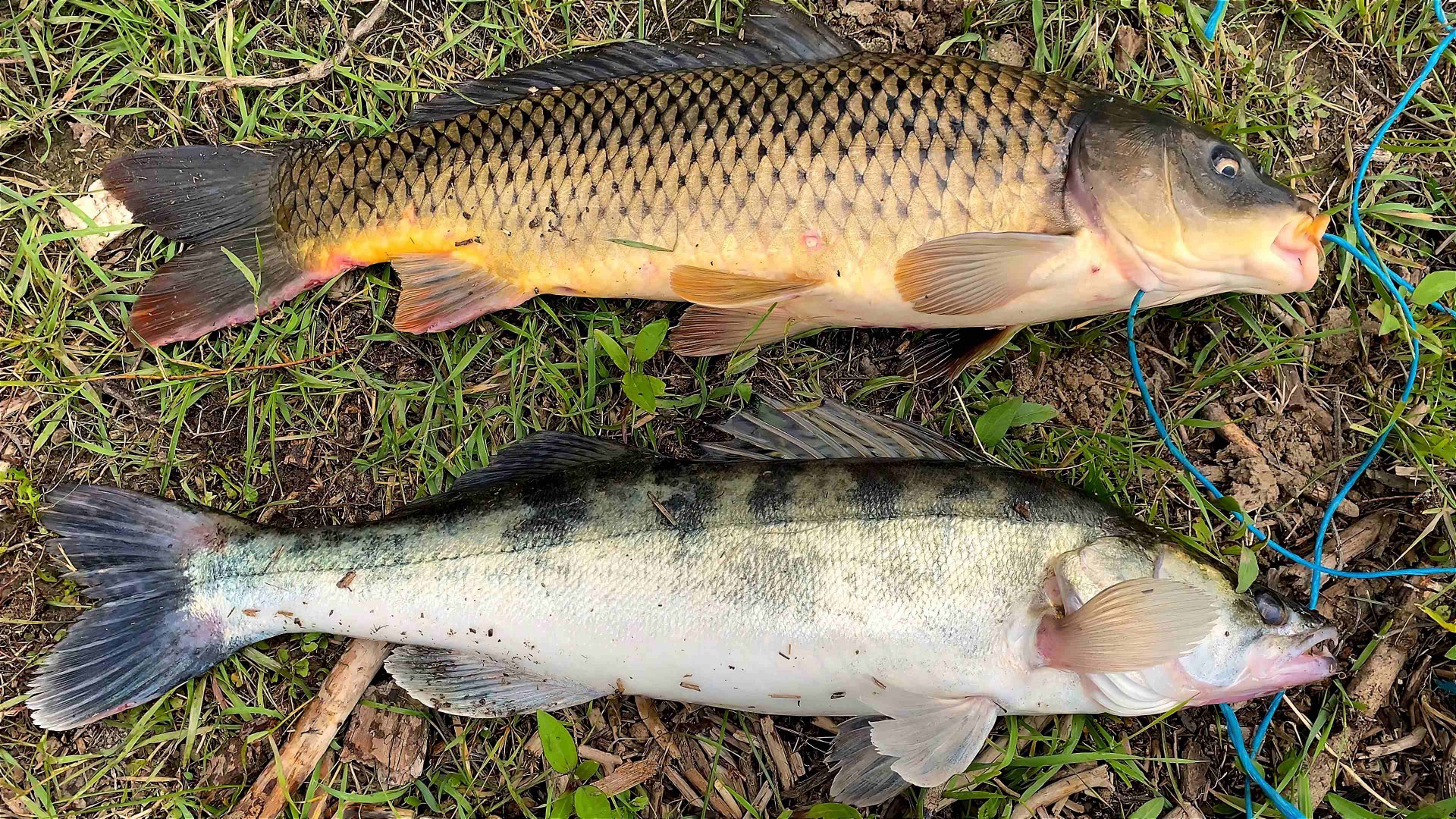 ЛОВИЛ САЗАНА, А ПОЙМАЛ СУДАКА. ОТКРЫЛ СЕЗОН РЫБАЛКИ НА ЖМЫХ. смотреть онлайн