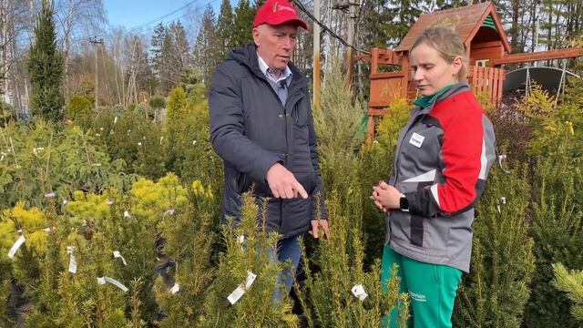 Тис как декоративное растение. Особенности выращивания тиса на участке