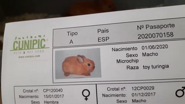 Детеныш кролик первый день дома, паспорт кролика, rabbit Toy Turingia (#1 10.07.20) смотреть онлайн