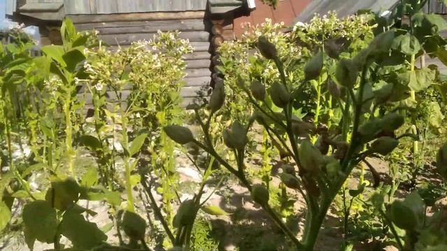 осмотр табака и махорки, второй урожай, семена, цветы. смотреть онлайн