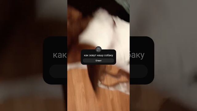 как зовут нашу девочку собачку? напишите. куда ты смотреть онлайн