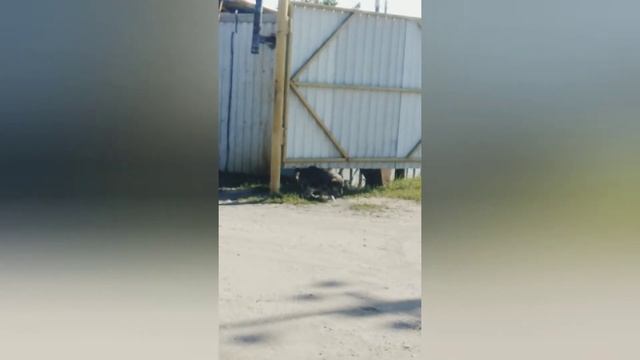 Трутся спиной медведи