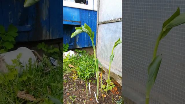 ПОПОЛНЕНИЕ в цветнике смотреть онлайн