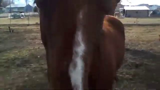 carlisle and a girl horse. смотреть онлайн