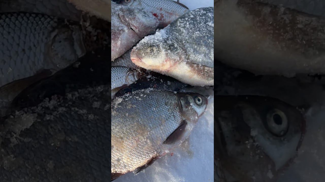 Лещи они самые #рыбалкакстово #первыйлёд #плотва #зимняяудочка смотреть онлайн