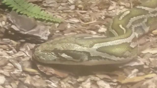 тигровый питон смотреть онлайн