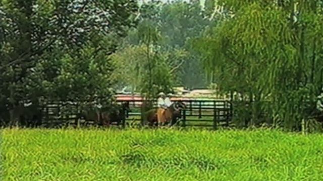 THE PASO FINO смотреть онлайн