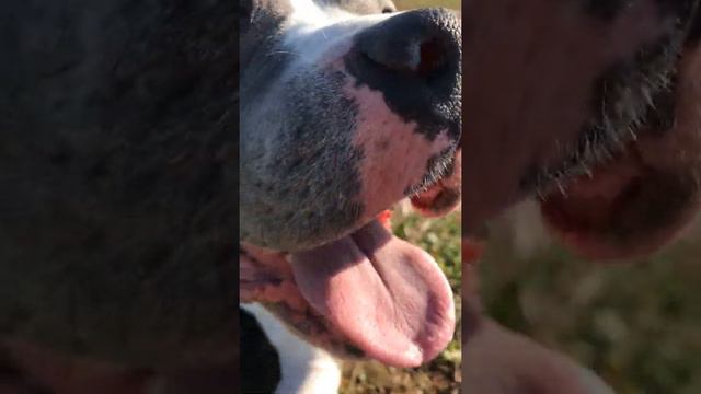 Американскийстафф Майк,голубойстафф.Дрессировка стаффа.Amstaff.Stafford.Dog model смотреть онлайн