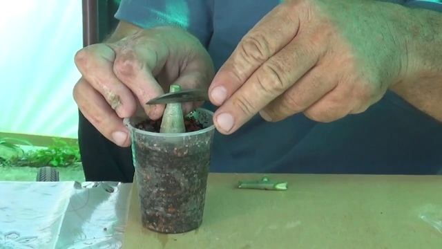 адениумы прививка сам на себя.mp4