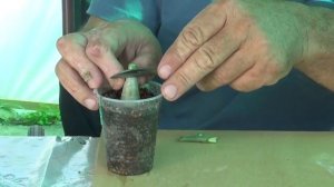 адениумы прививка сам на себя.mp4