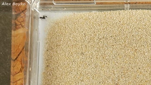 ЧУЖАК в МУРАВЕЙНИКЕ! ОДИН ПРОТИВ ВСЕХ! смотреть онлайн