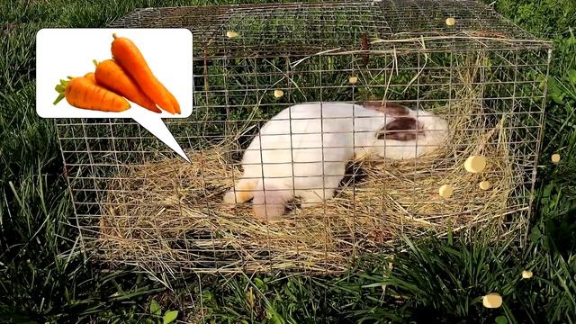 Tractor John Deere brought Food to the Animals on the Farm смотреть онлайн