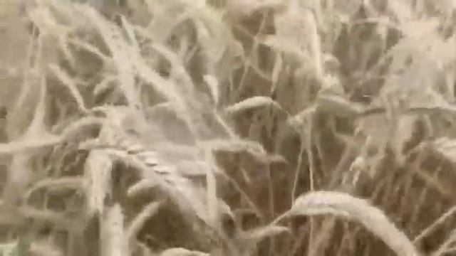 Молодой агроном! смотреть онлайн