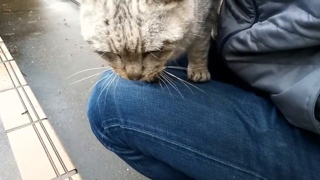 Бродячая кошка запрыгнула на колени и балдеет 😻 смотреть онлайн