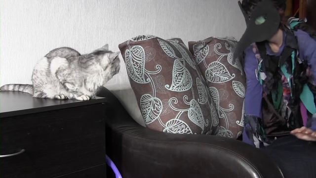 Пугаю кошку разными способами! Какой сработает? смотреть онлайн