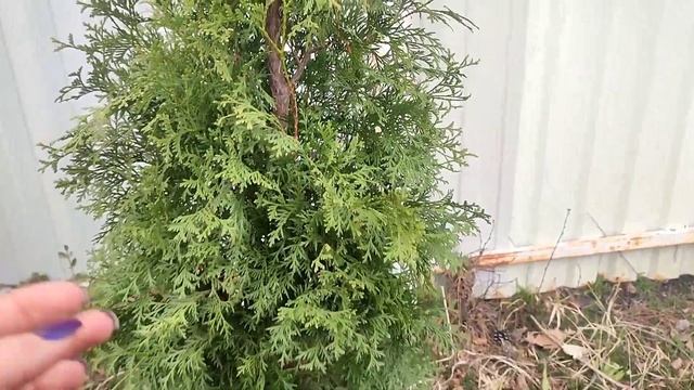 Посадка Туи Смарагд и пересадка Туи Даники.