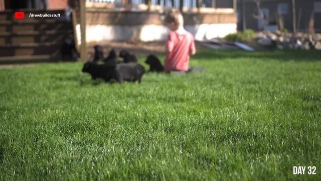 Lab Puppies Growing from 1 Hour to 70 Days - A Documentary смотреть онлайн