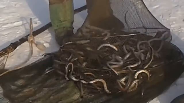 Вкусная еда для всех случаев жизни 